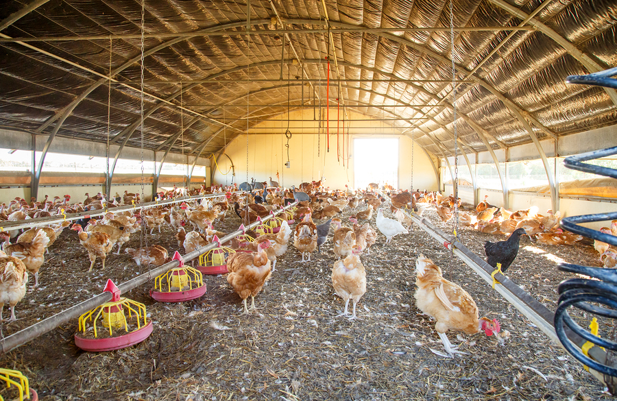 gripe aviar H5N6